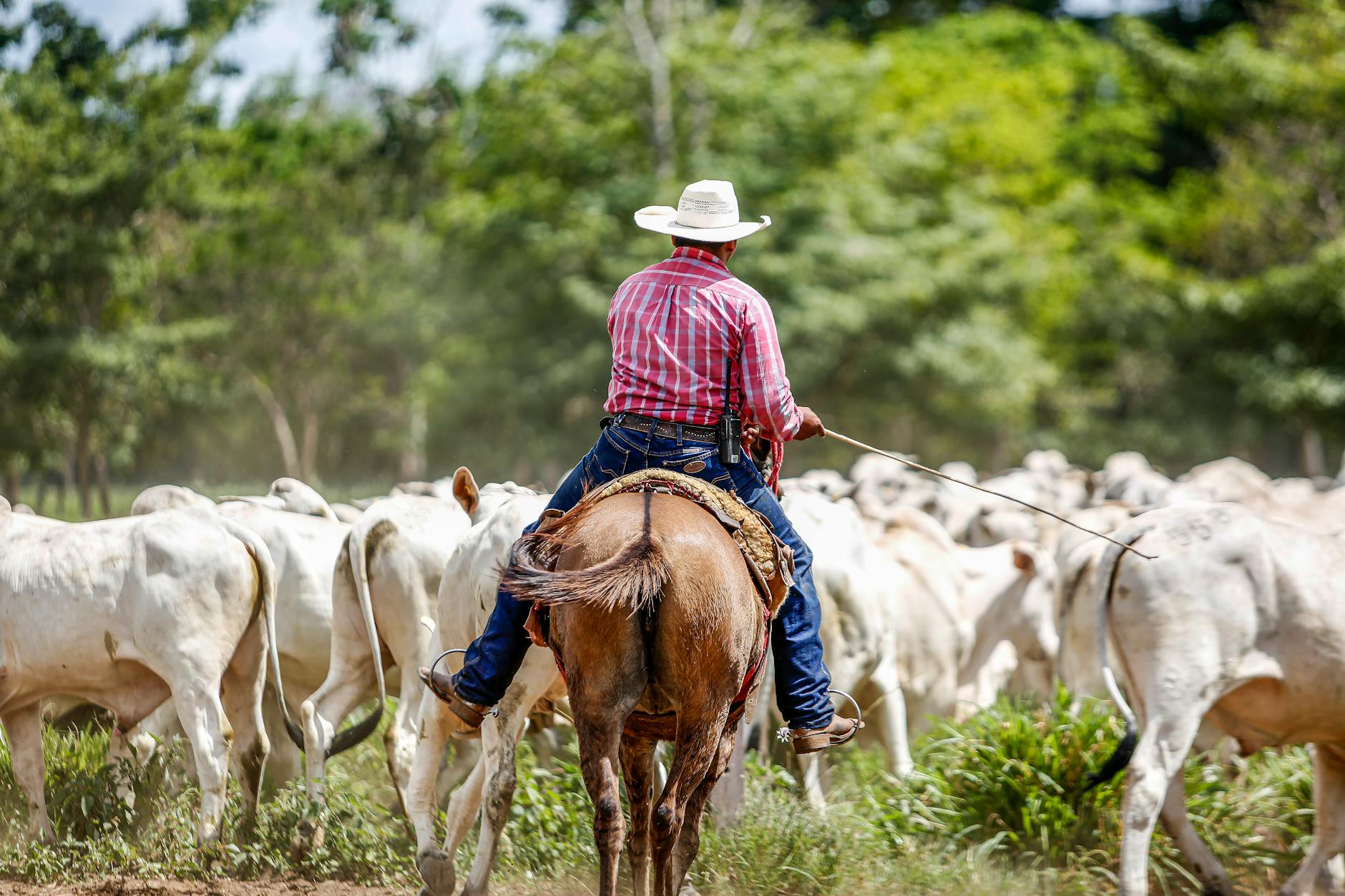 cowboy herding cattle on brazilian ranch