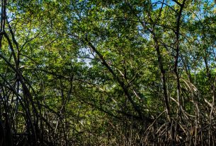 river in a forest