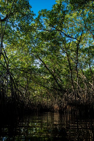 river in a forest